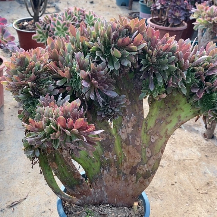 娜迦缀82多肉植物法师法师