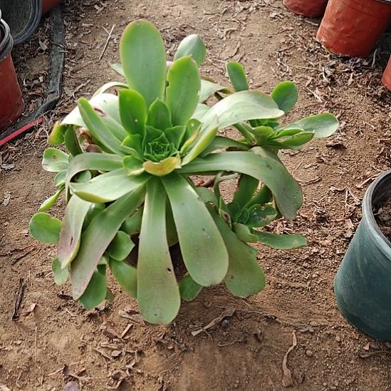 香炉盆法师加急50