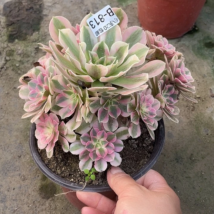 813女巫多肉植物法师