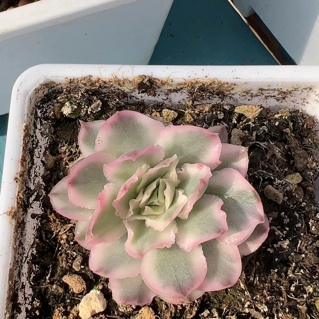 紫蝴蝶锦，多肉植物