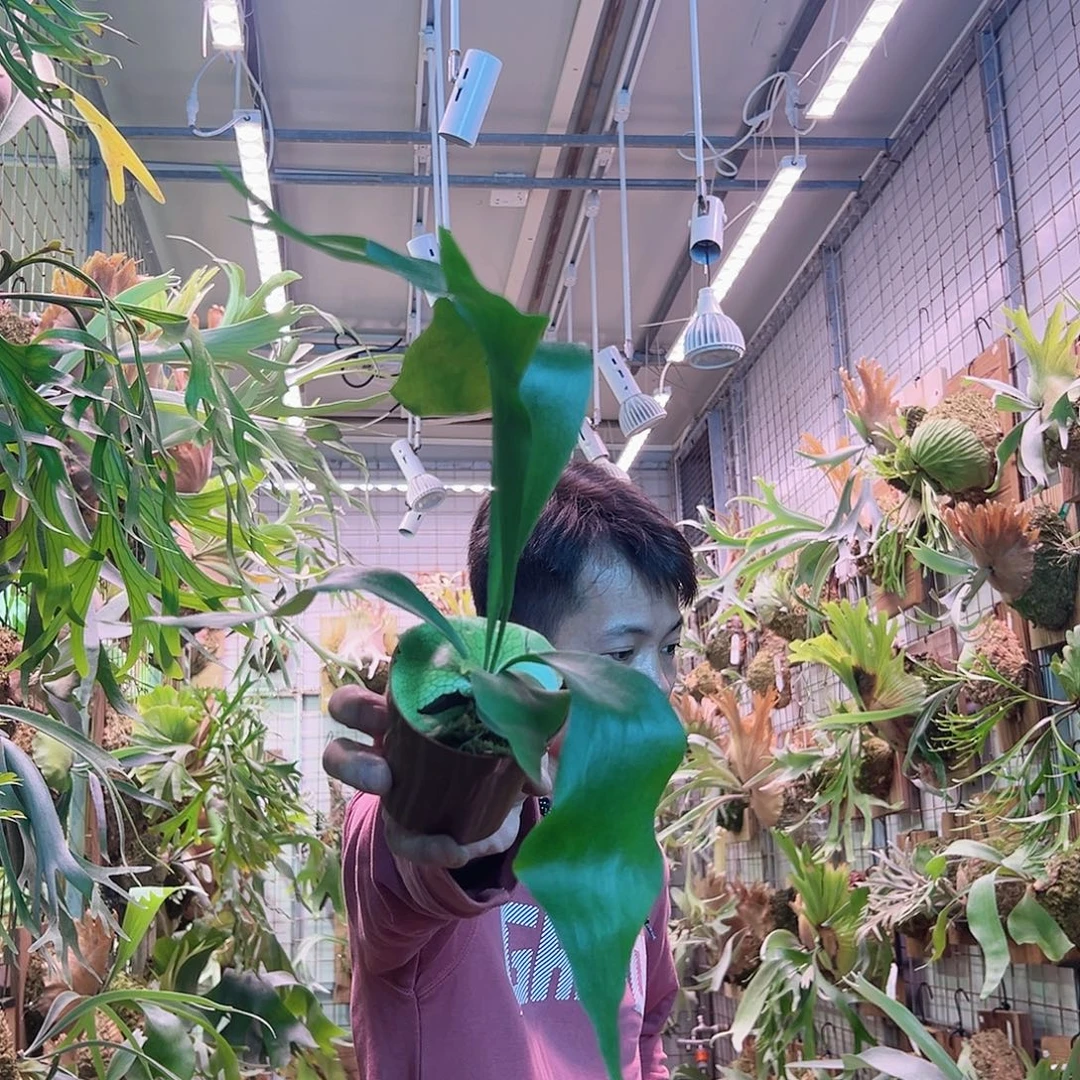 无花朵千手杯苗a31