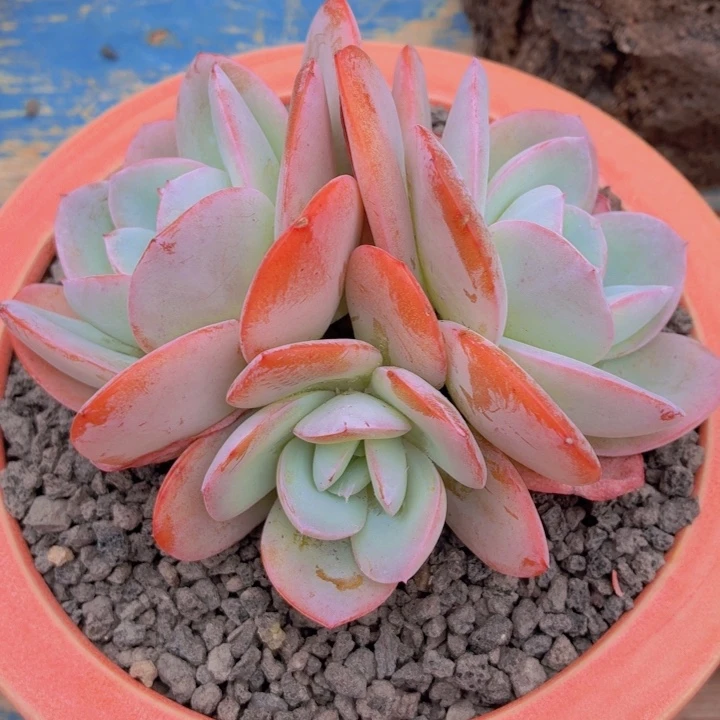 多肉乐园布鲁兰福利