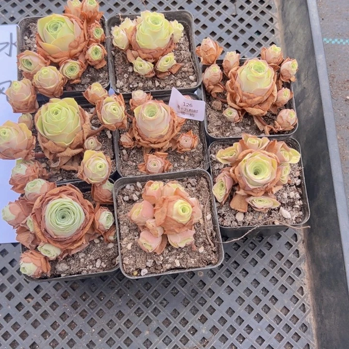 126 裸根不带土发货不包损