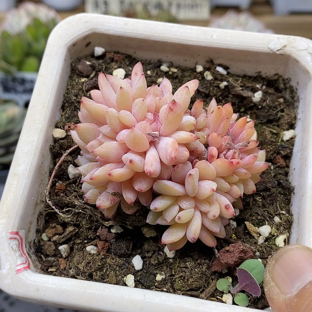 18143 星影缀化多肉