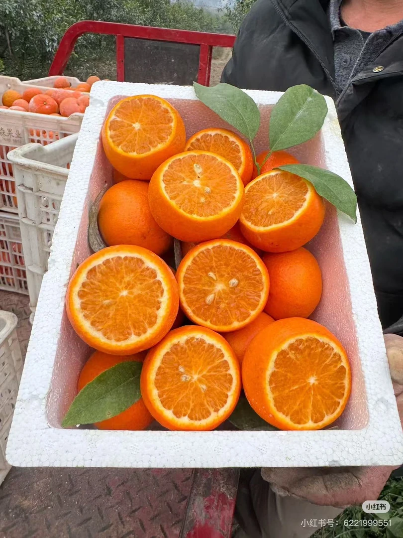 沃柑