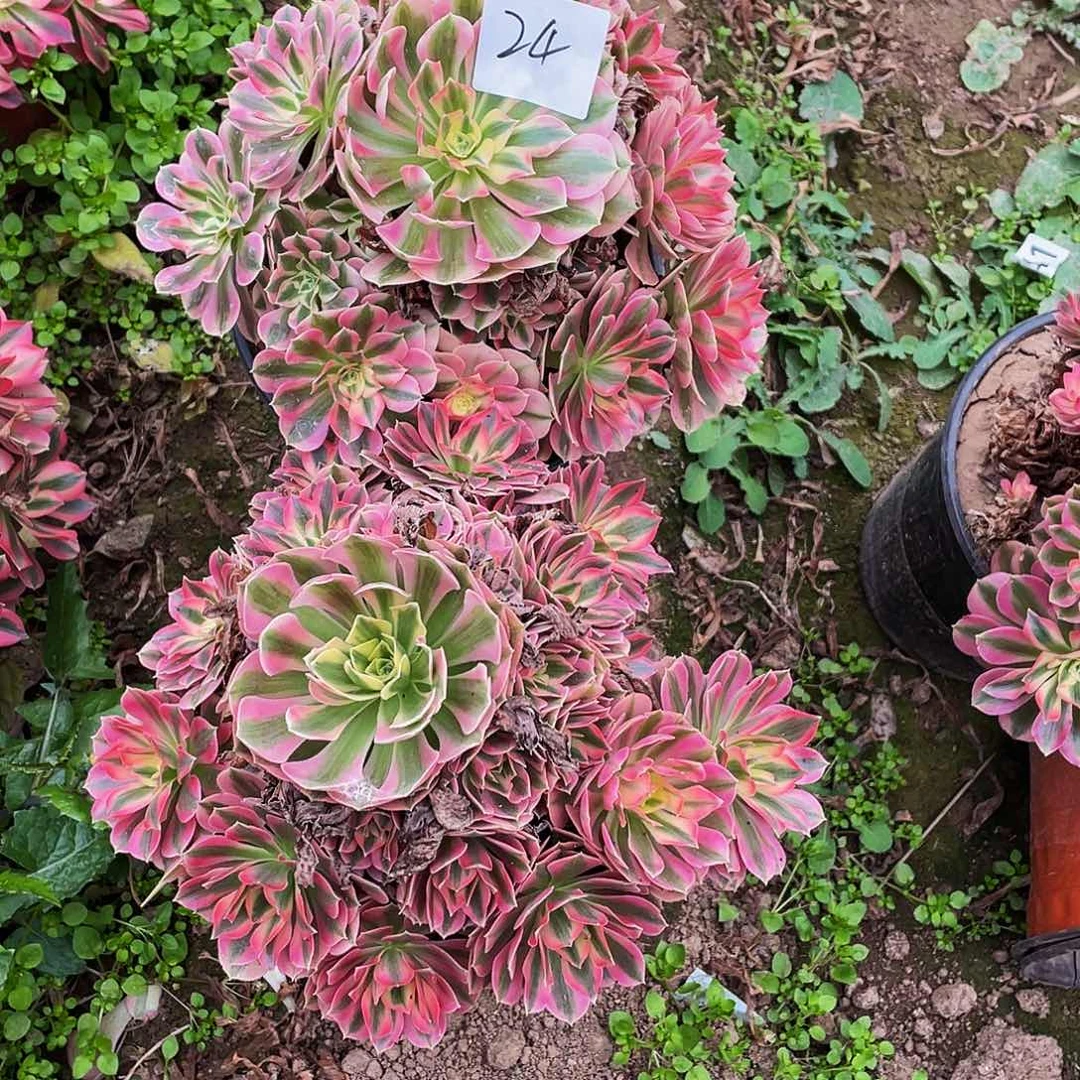 h***h多肉法师24号粉女巫发货不包损