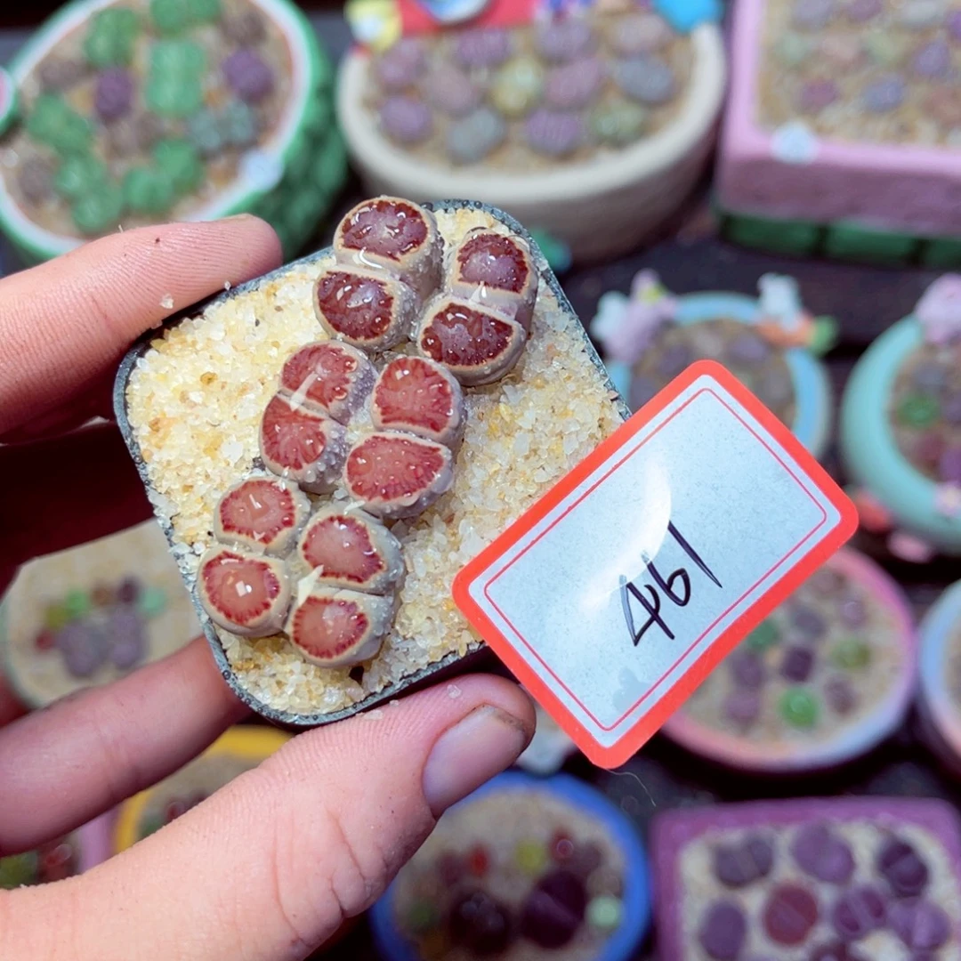 461生石花带盆发1