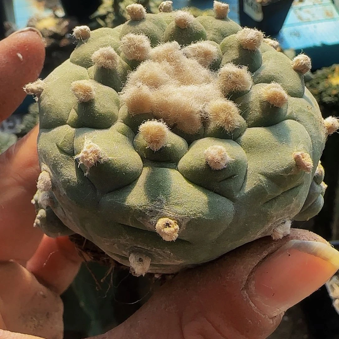 白肌佛头285萝卜根