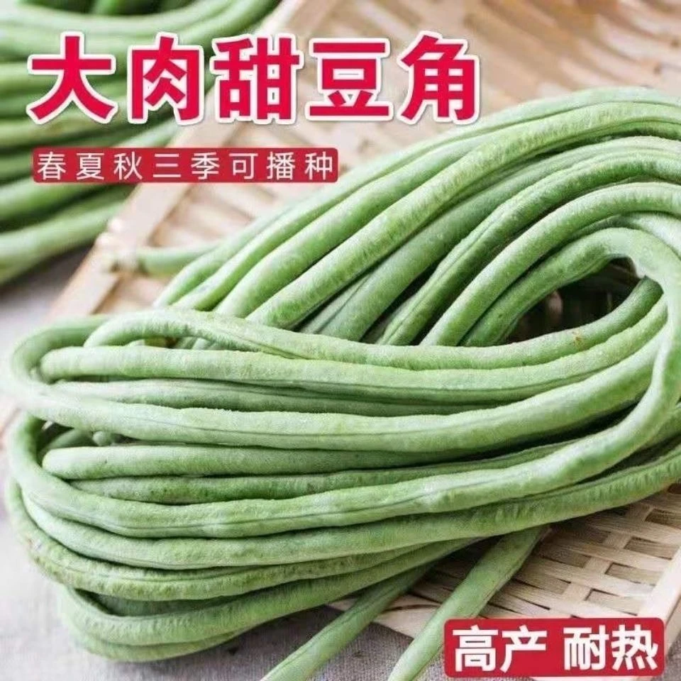 豆角种籽豇豆大肉缸豆角种子长豆角高产抗热品种四季播蔬菜种子