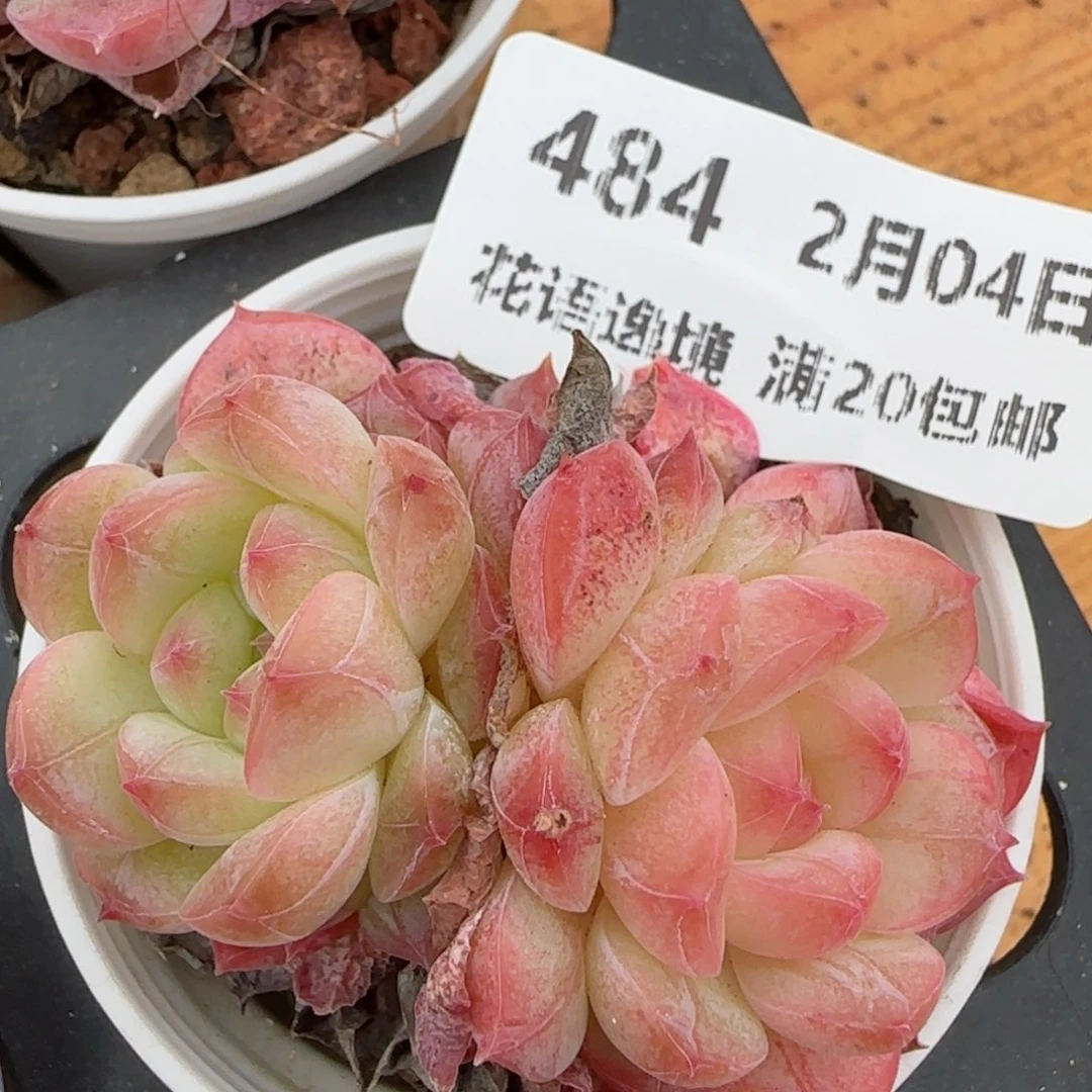 花语逸镜0204-484