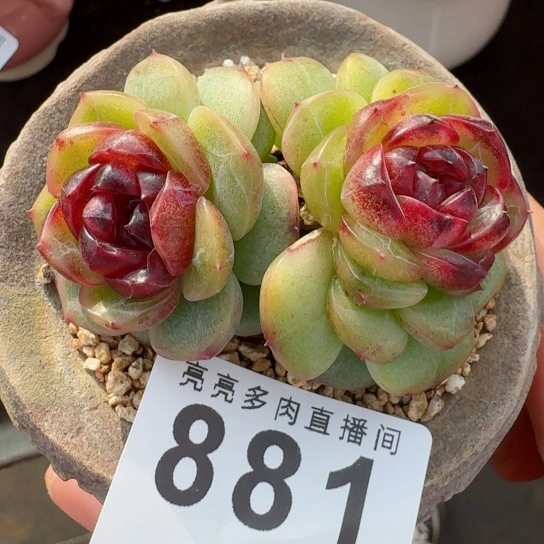 幽灵公主      愿你一路坦途，乘风破浪展宏图