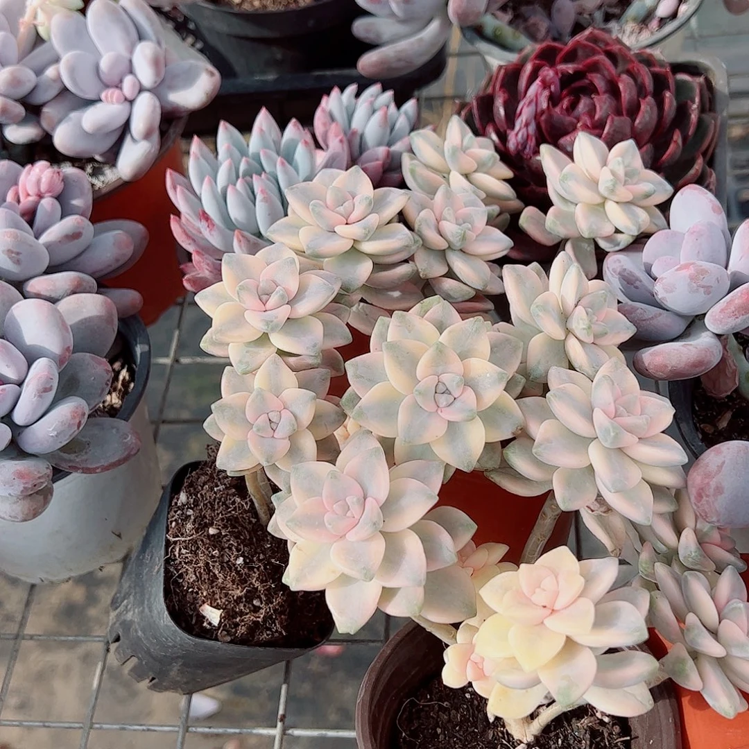 美杏锦多头造型精品