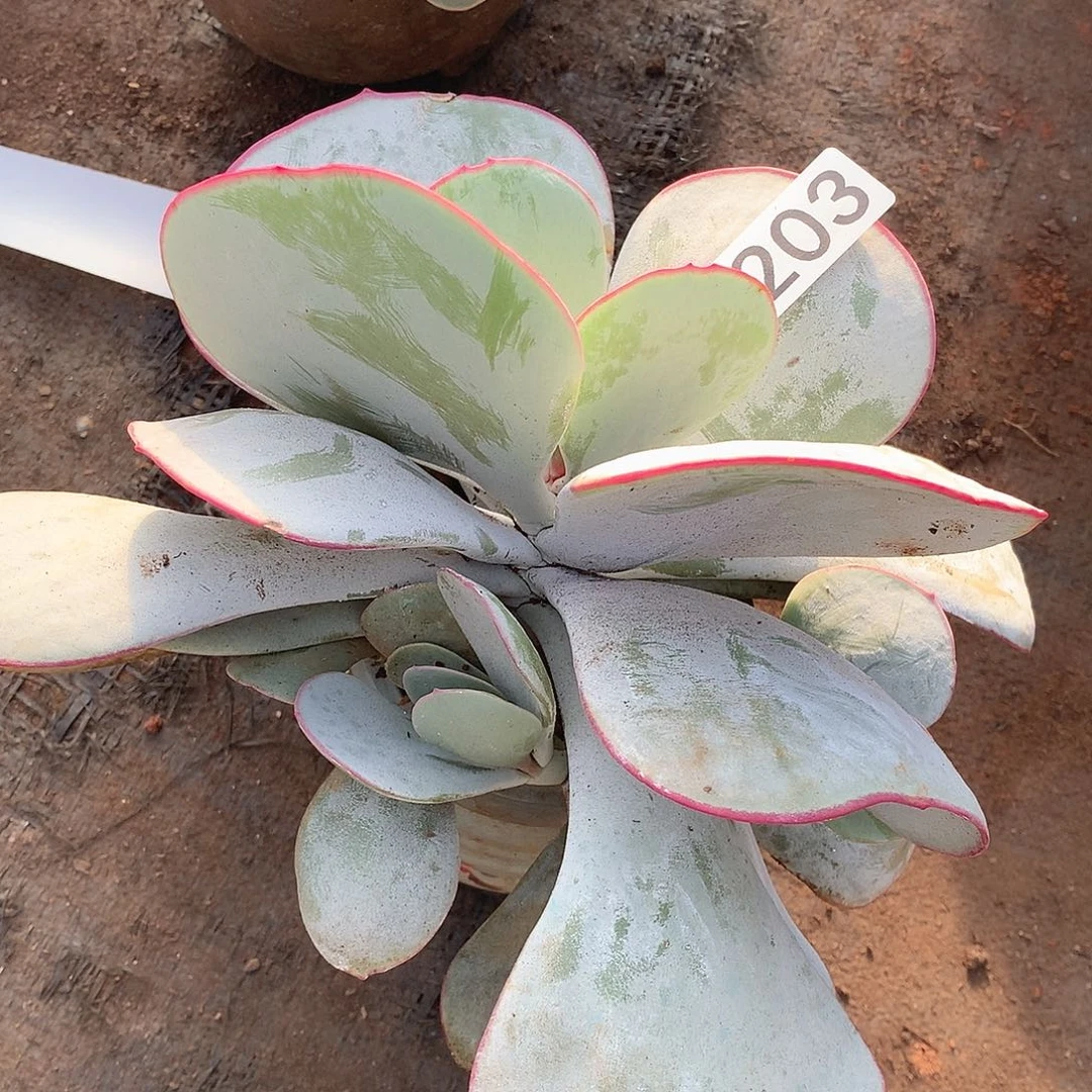 203白眉一物一拍多肉