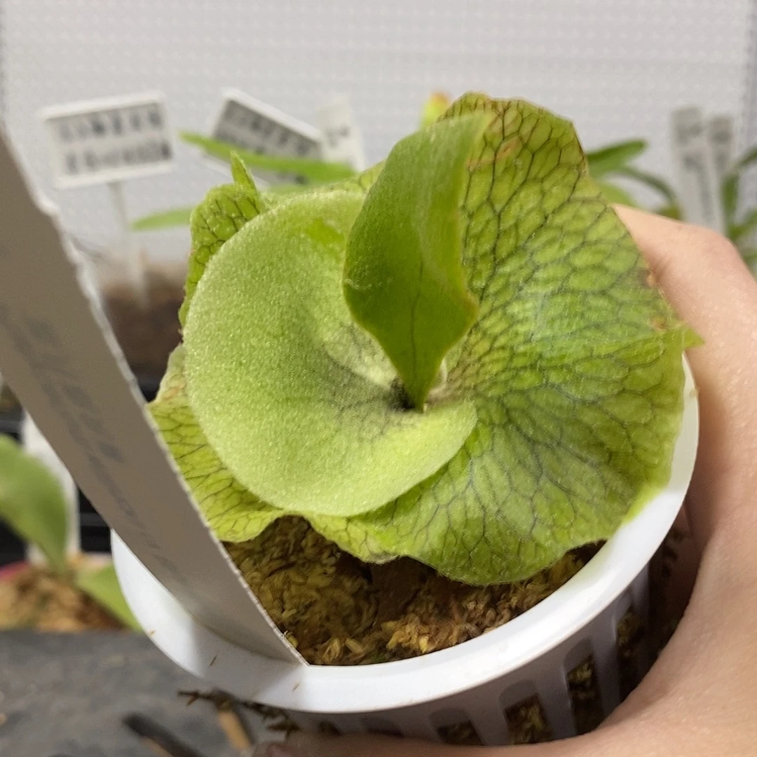 无花朵蓝月鹿角蕨