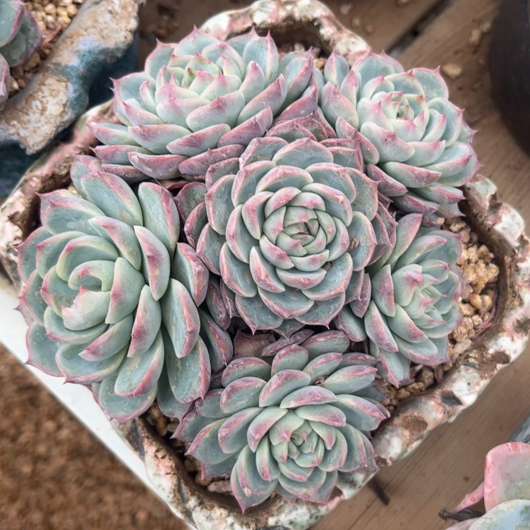 新疆西藏内蒙不包邮，粉水晶