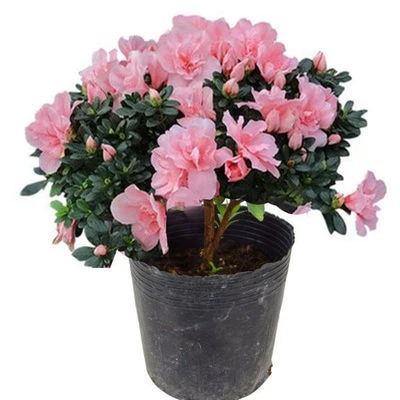 四季杜鹃花苗盆栽花卉植物杜鹃花树苗四季开花庭院阳台绿化苗