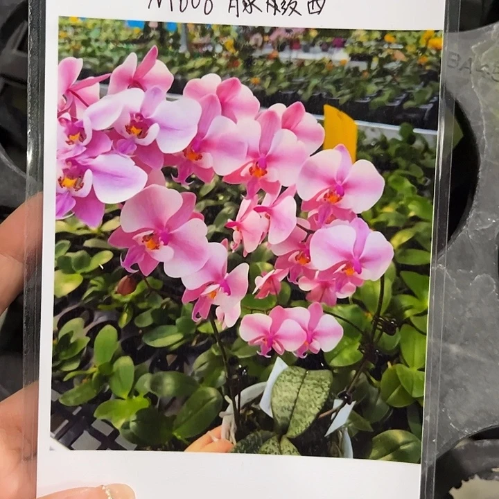 完全开放2.5寸杯M606脉纹西