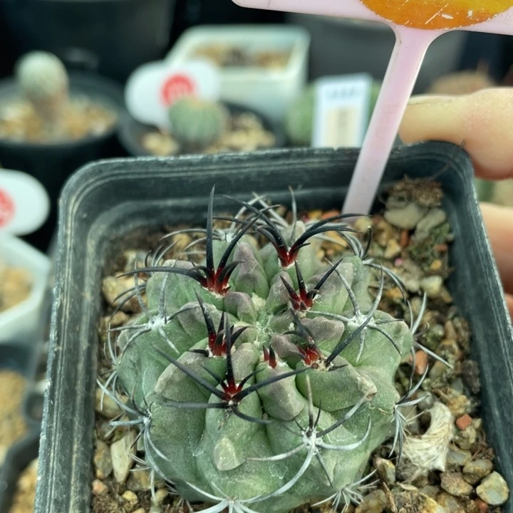 实生黑刺素妆玉2942000000000