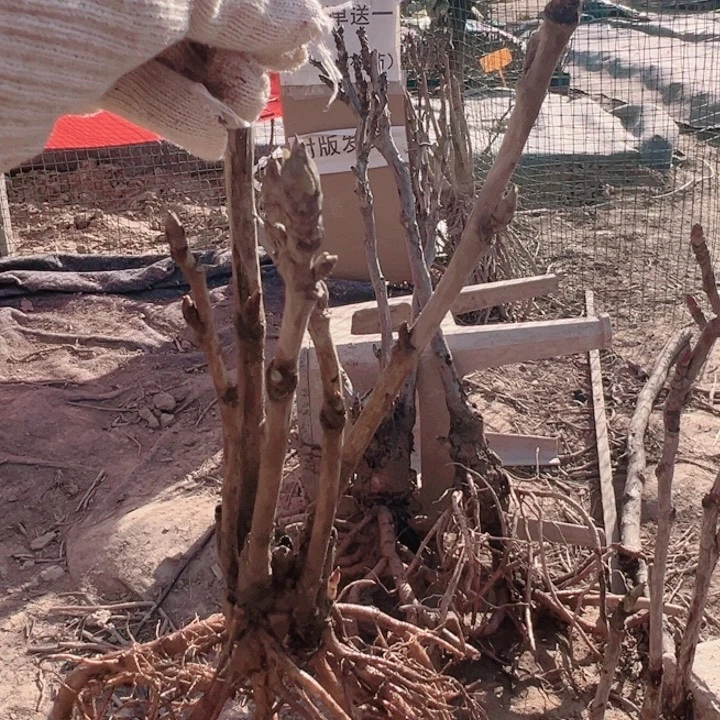 当前无花栽培后可以开花魏紫