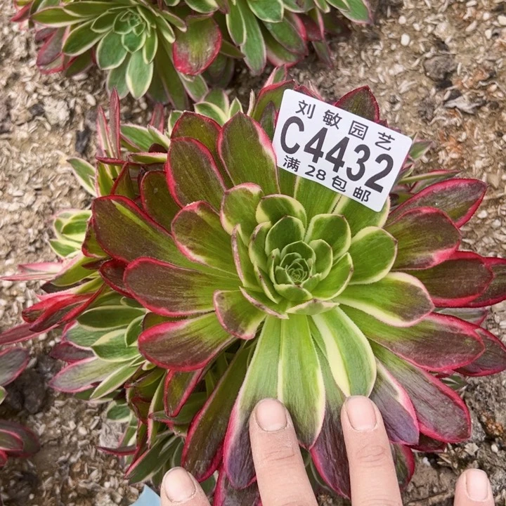 海王多肉植物法师4432