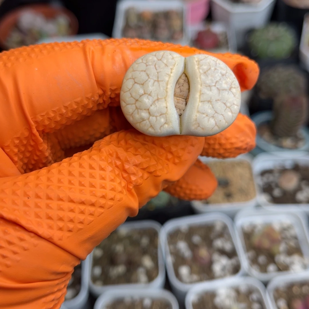 多肉植物一物一拍3厘米