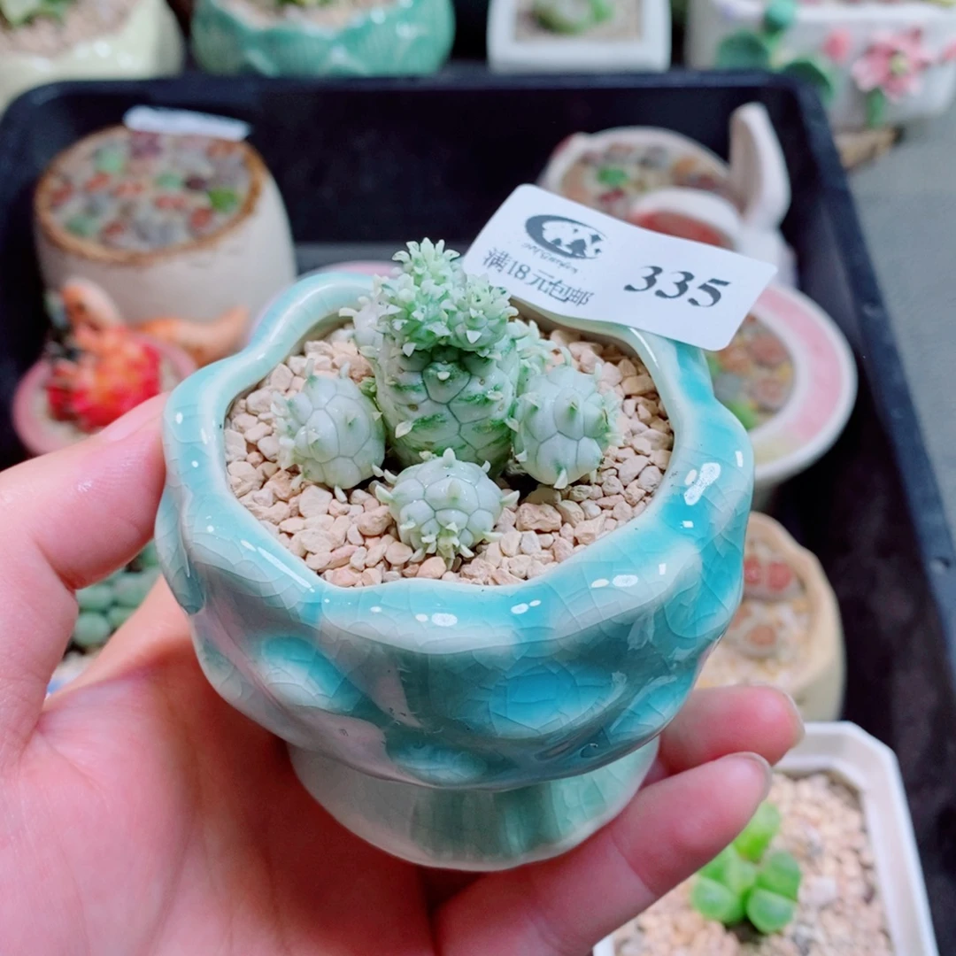 生石花花花花花335