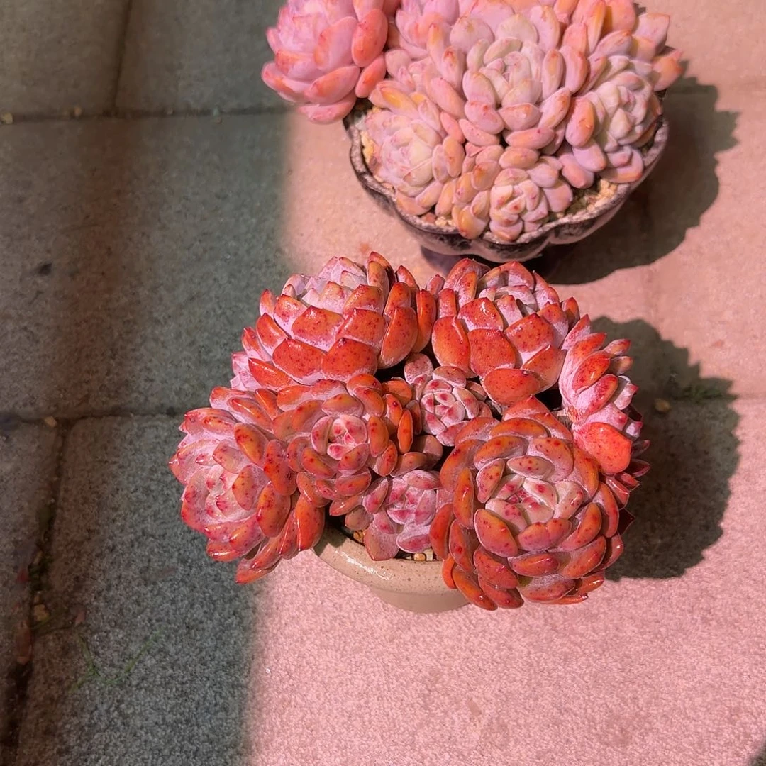 星***辰橙梦露群生带盆发货