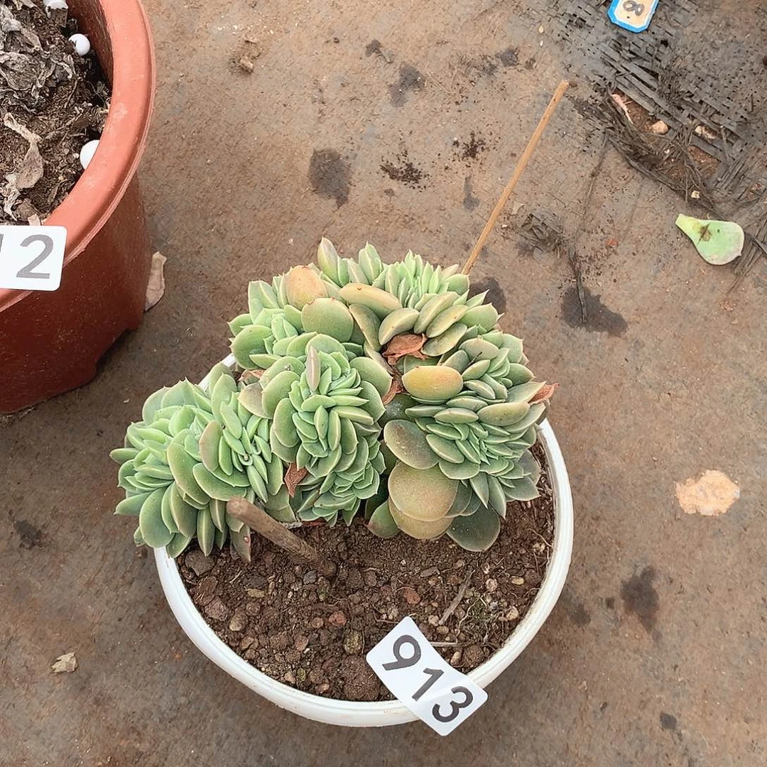 913星娜塔 一物一拍多肉