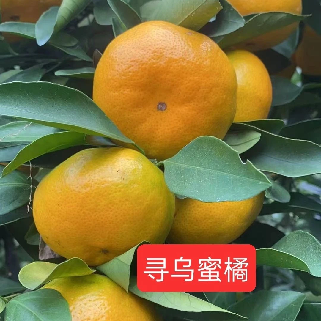 京东上门】江西赣南寻乌蜜桔青皮无籽酸甜新鲜应季孕妇水果5斤橘子