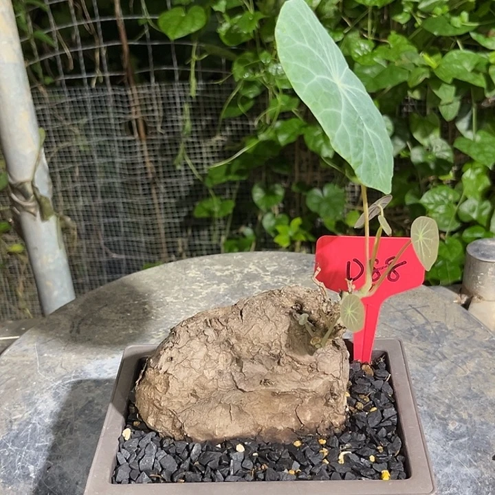 汤圆植物一叶龟D88