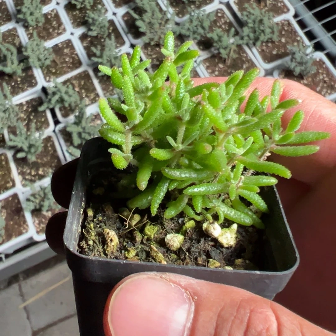 红麒麟55杯老桩福利