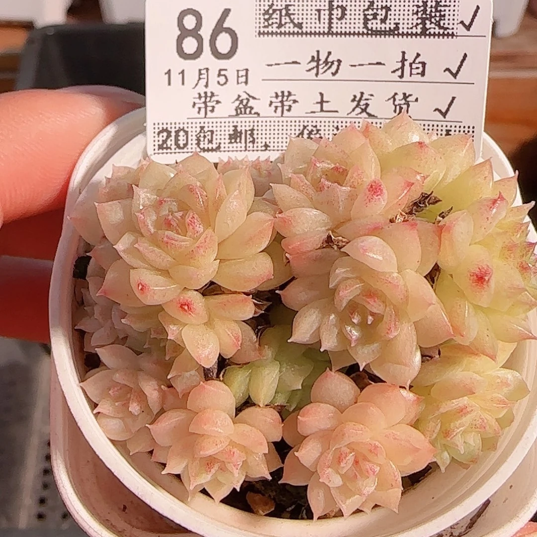 ****࿐多肉1105--86麦秆群