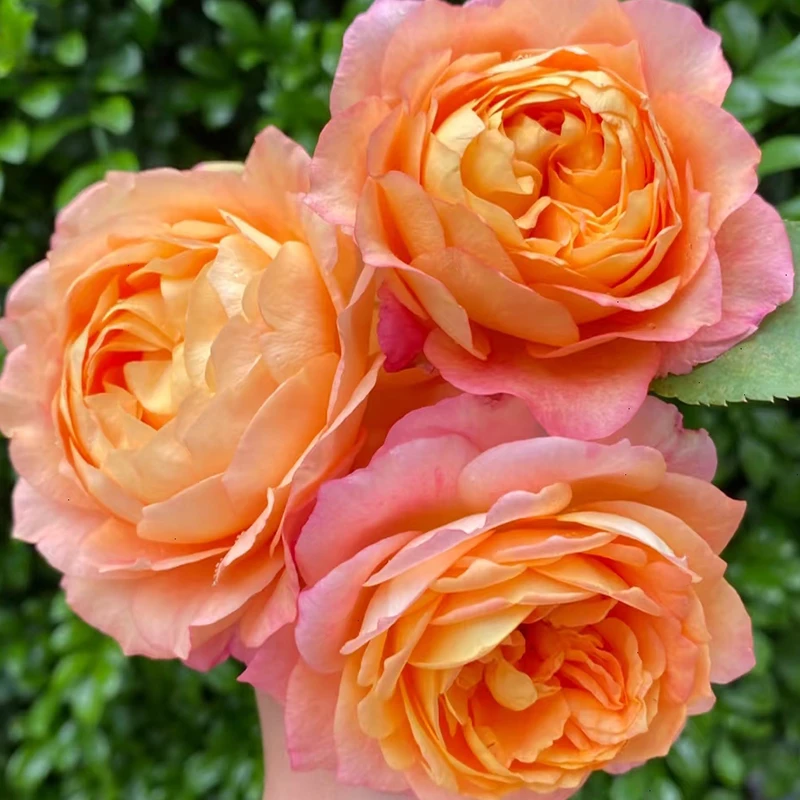 【大花美人】 四季开花丰花勤花抗病盆栽耐寒耐热 庭院阳台盆栽地栽