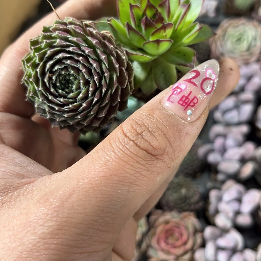 瞅**地长生草组合单头发货有根