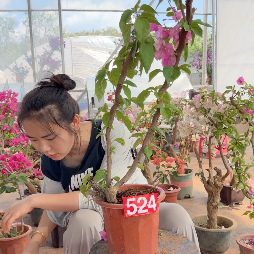 大部分花苞少量开放