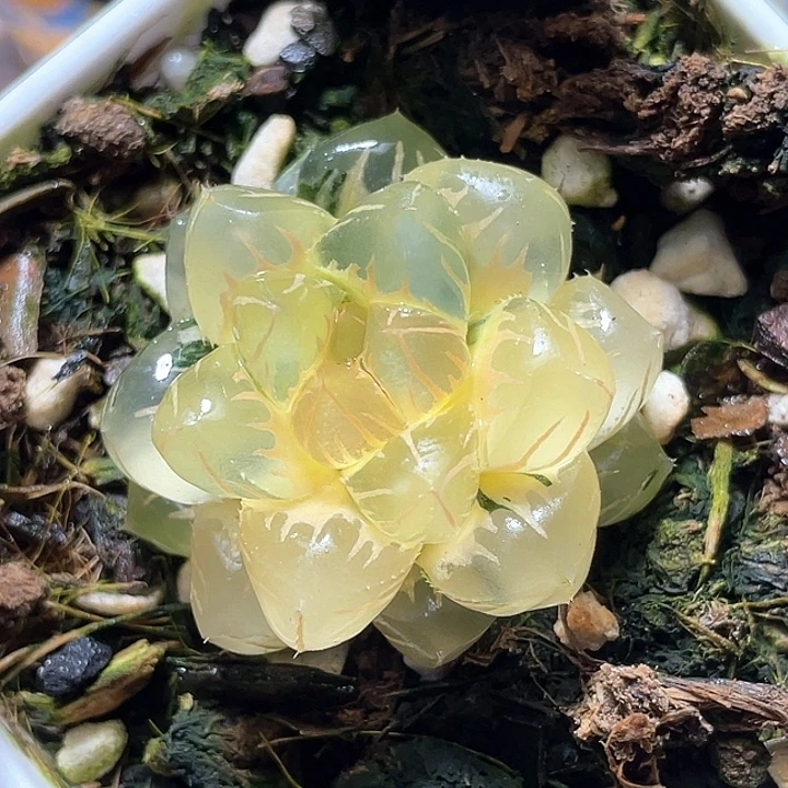 962糊斑水中月锦特选福利