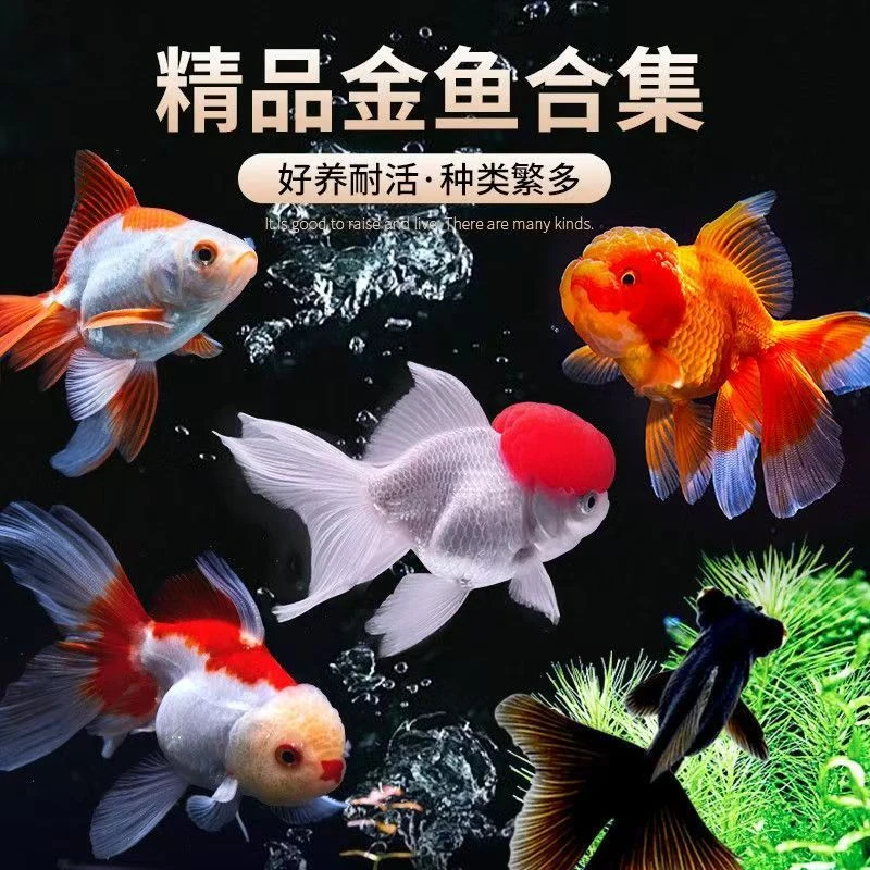 金鱼，元宝鎏金，直播专属