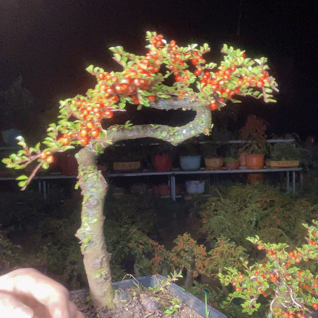 无花朵荀子盆景园区