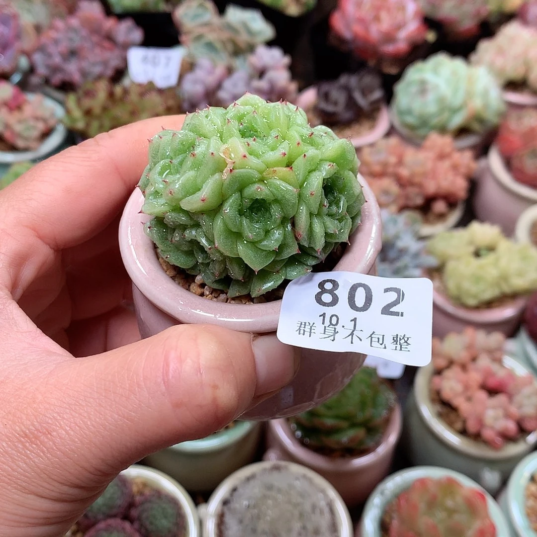 精控拇指盆10.1802