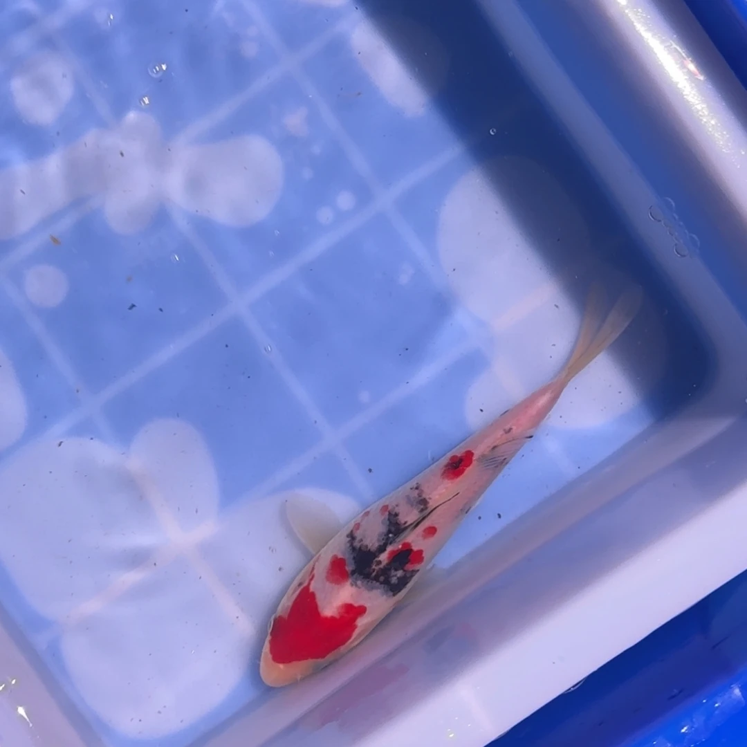 锦鲤精品锦鲤大放漏