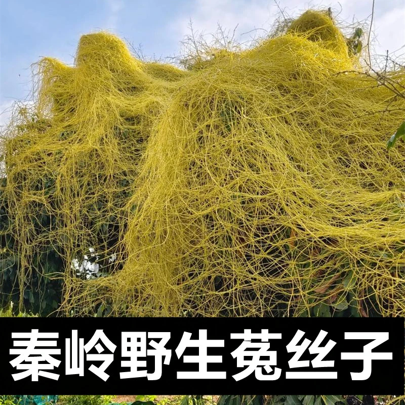 菟丝子【煮茶/泡酒】秦岭野生无娘藤金丝藤水洗干净无熏硫