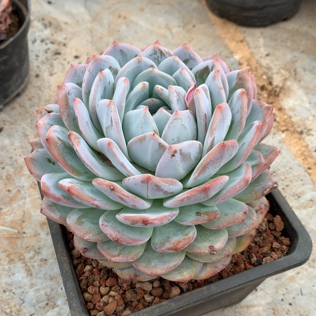 19厘米，哈哈哈哈哈哈哈哈