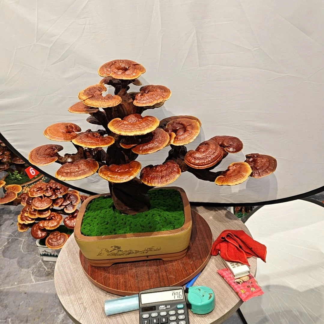 杰***3灵芝盆景高端大气上档次