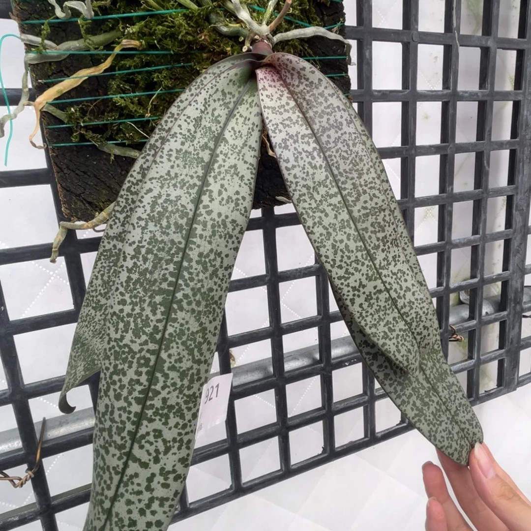 完全开放银叶西-921