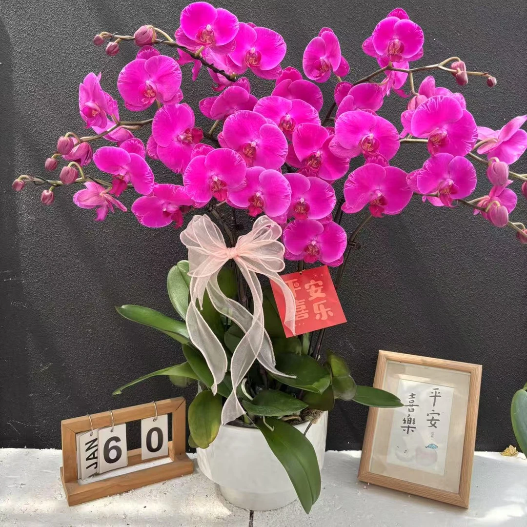 （光芒四射）大花型蝴蝶兰高端精美艺术组盆花卉