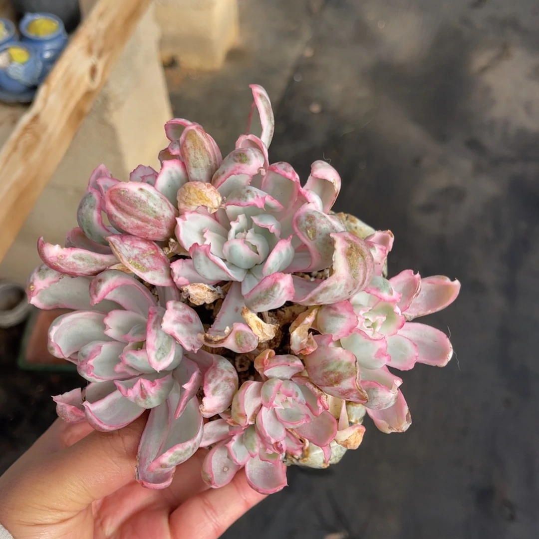 伯克利锦一物一拍