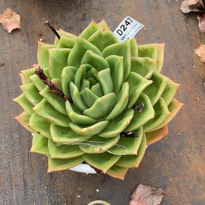 若如东云单拍D247