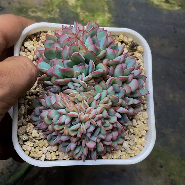 荷花缀哦哦哦哦哦哦