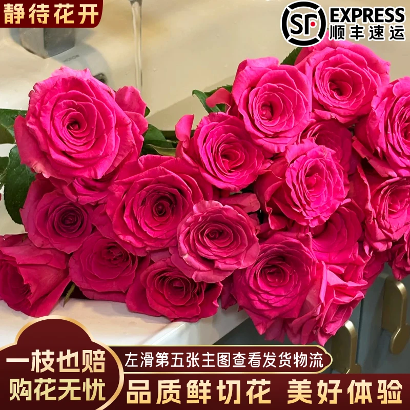 【静待花开】弗洛伊德-AA单头玫瑰 云南鲜花斗南花卉顺丰包邮冷链