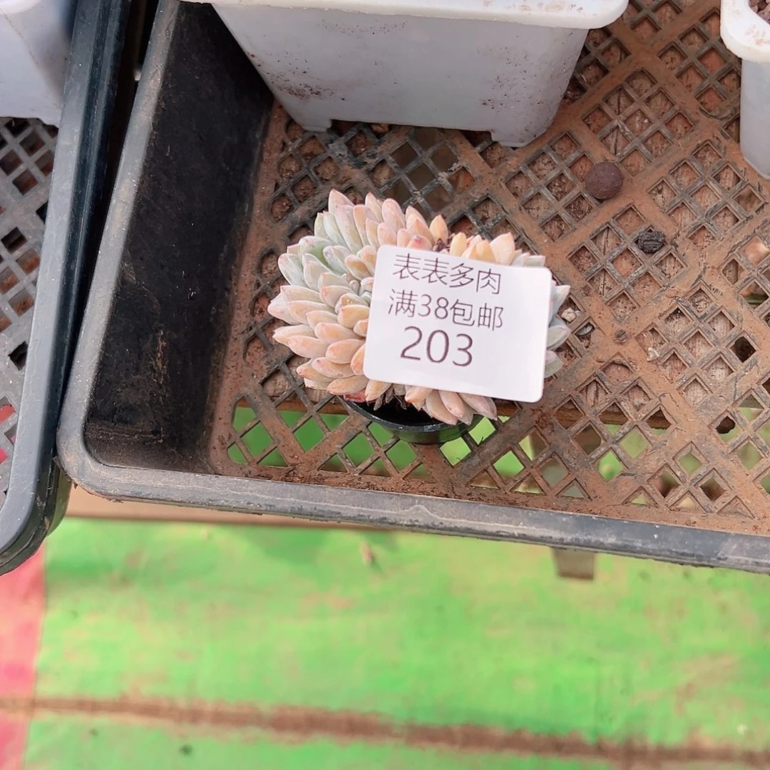 静***儿多肉一物一拍植物203